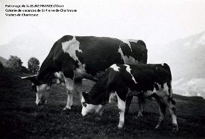 COLO JEUNE FRANCE Vaches de Chartreuse